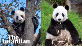 Panda Diplomacy Meet The Giant And Expensive Diplomats On Loan To Australia From China