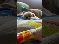 すやすやのずし #dog #シーズー