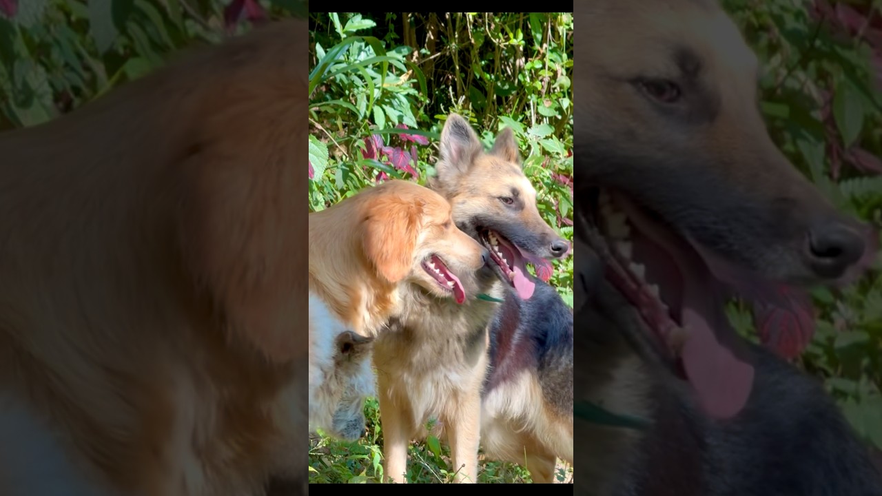 Your dogs  Soul is from your past life  🐕🐈❤️❤️❤️