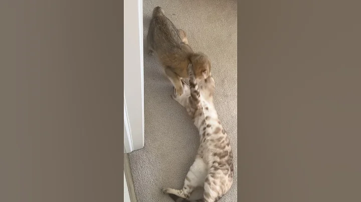 Video 11472521: bengal cat british shorthair, british shorthair cat fight, british shorthair pets cat, british shorthair cat kitten, cat british shorthair playing, funny cat british shorthair