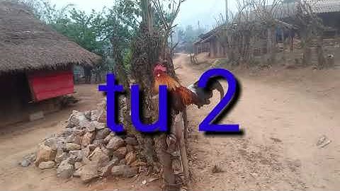 qaib dib qaib ncuav qua zoo dog dig