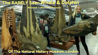 The Secret Underground Museum Storeroom -  Home of The Ancient Whale Skeletons Found in the Thames