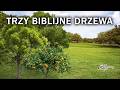 TRZY BIBLIJNE DRZEWA | WEBINARIUM [#109]