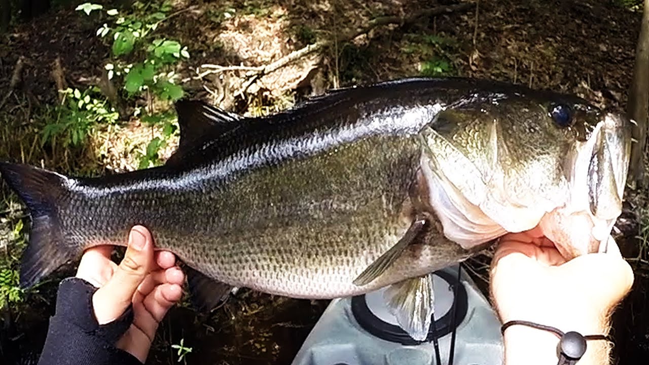 Go Pro Kayak Fishing With ChrisBig Bass On Topwater YouTube