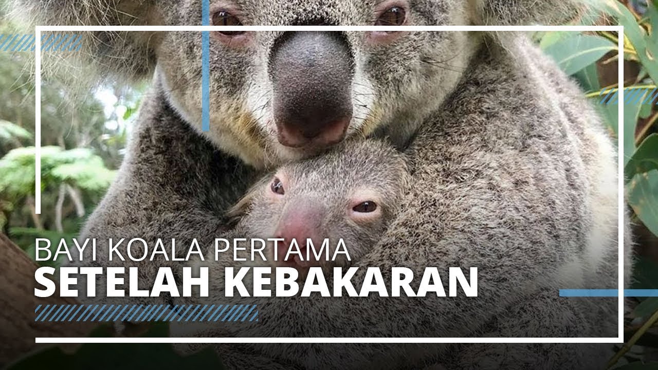 Taman Margasatwa Australia Sambut Bayi Koala Pertamanya Usai Kebakaran