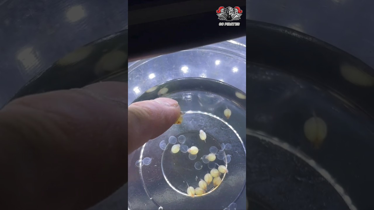 exploring new things part-1 #fish#trending #fish #bluebettafish #viralvideo