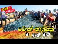 Amazing Seine Net Catch Half Ton Of Fish | Seine Net Fishing