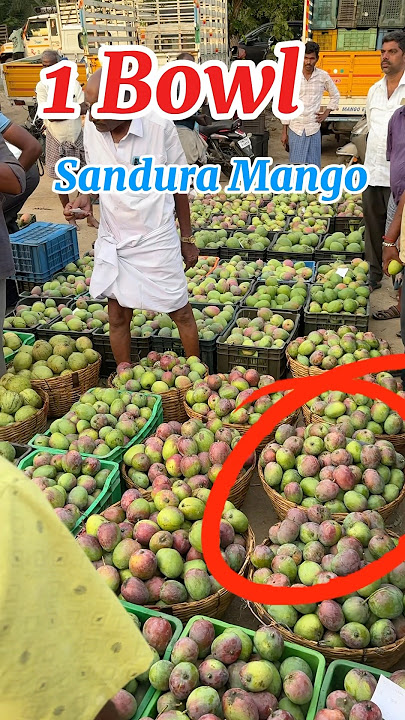 22/05/2024 Kaveripattinam 🥭 Sandura mango live Action…