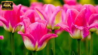 Beautiful Tulip Flowers Garden Tour | #Beautiful #Tulip #Flowers #Youtubevideo