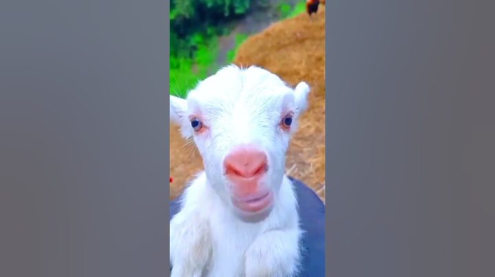 cute goat baby | goat sound | cute goten | goat video | funny goat | cute goat funny video | #shorts