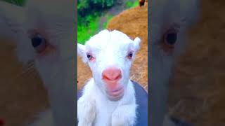 cute goat baby | goat sound | cute goten | goat video | funny goat | cute goat funny video | #shorts Resimi