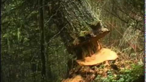 FALLING TREE SOUND EFFECT IN HIGH QUALITY