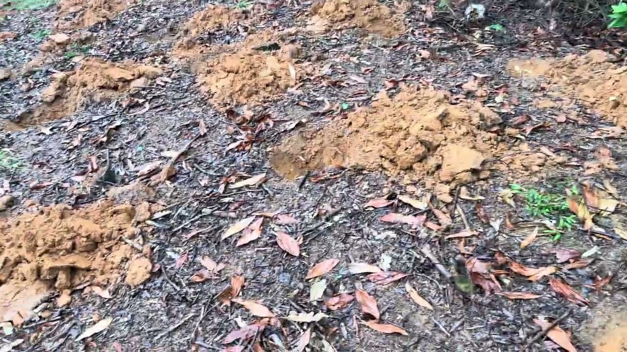 Quốc nương chuẩn bị chồng cây