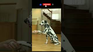 Amazingly Trained Dalmatian Dog Shaking Hands  You Won't Believe Your Eyes!' #shorts