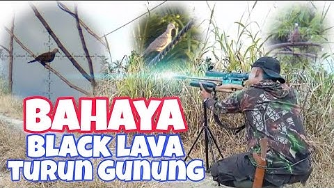 DISINI TERNYATA SPOT IDAMAN‼️BELOM BANYAK ORANG TAU ‼️ BERBURU BURUNG TEKUKUR MASIH JINAK 