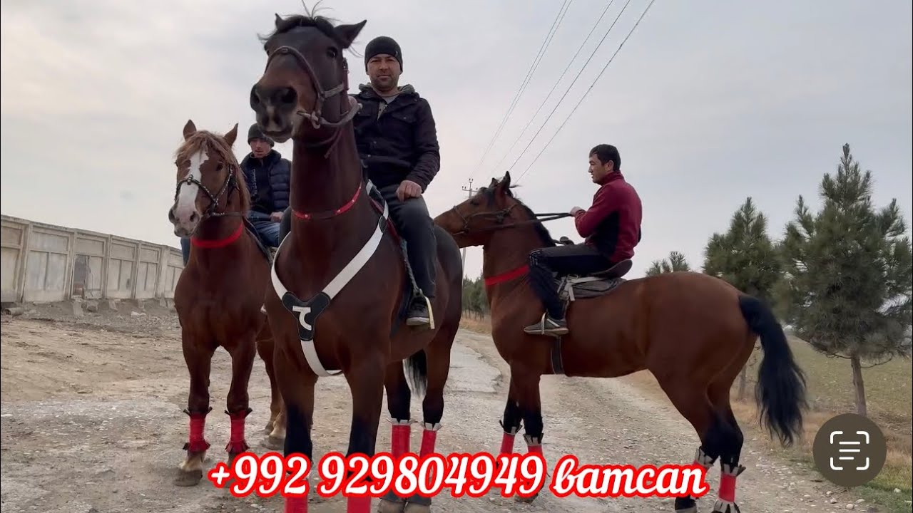 Аспҳои Оригинал 1 февраля 2024 г.