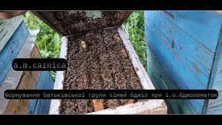 Організація батьківських сімей при і.о. бджоломаток