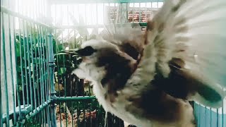 Burung trucuk kebo GACOR ROPEL panjang pancingan untuk trucukan agar bunyi