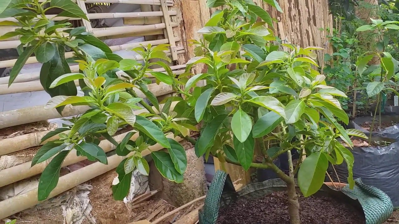 Memilih alpukat yang cocok buat tanam dipot dan pengetahuan