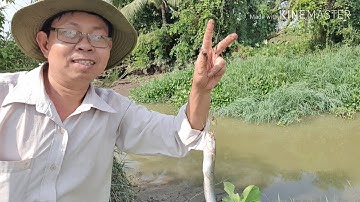 vlog|câu phải đàng cá trê.Câu cá trê sông sài gòn