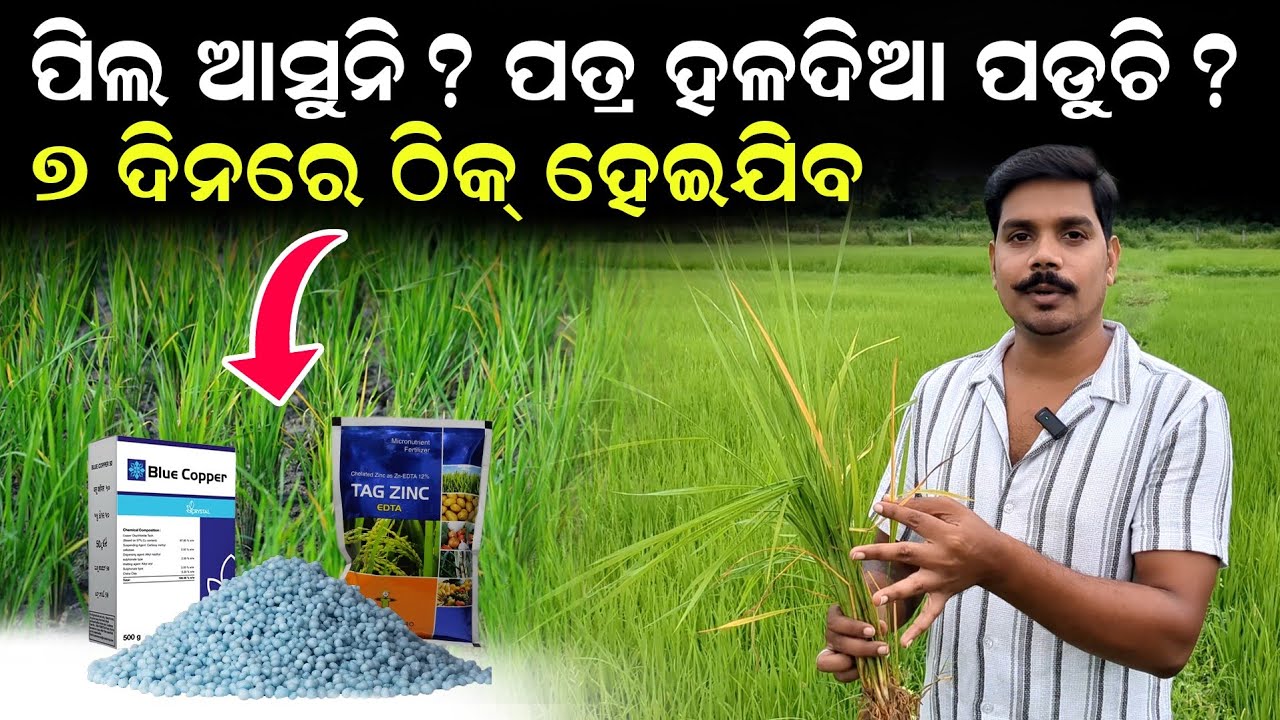 Dhana chasa kemiti karibe | ଧାନ ଗଛ ଶୁଖିଲେ କଣ କରିବେ | dhana chasa re pula sara