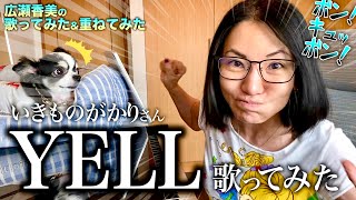 【広瀬香美】いきものがかりさんの YELL 歌ってみた⑱【※胸もお尻も見てほしい💖ボン キュッ ボンSong】