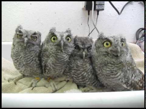 Screech Owls at WildCare