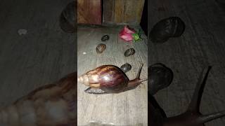 the big snail came out of hiding quickly #shorts