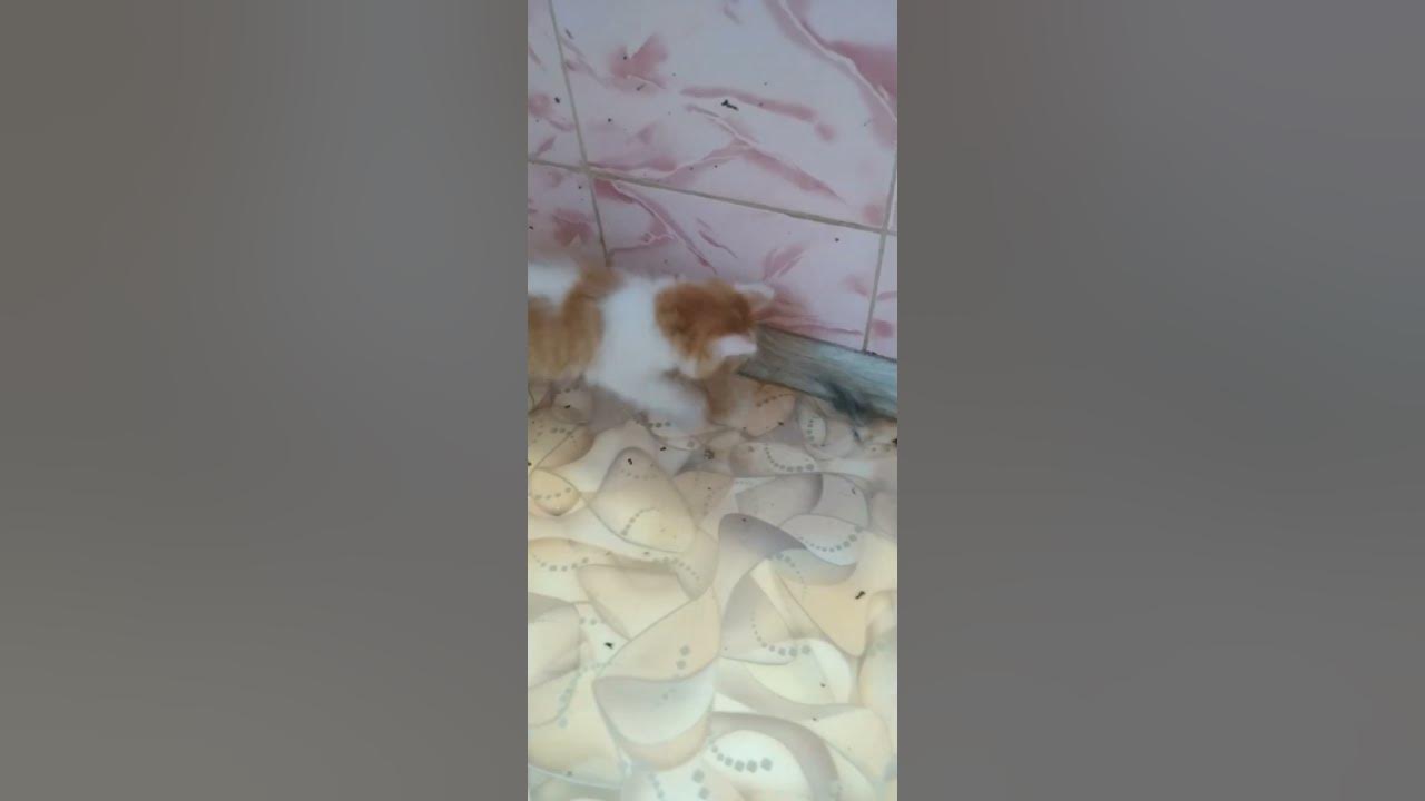 лягушка 🐸🐸🐸 - YouTube