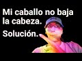 ✅Como BAJAR LA CARA a un caballo🐴 Como poner un CABALLO REDONDO. Mi caballo levanta mucho la cabeza