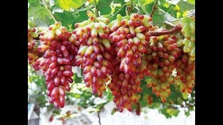 Hướng đi mới của nông nghiệp Việt Nam | Nông nghiệp sạch- Nông nghiệp công nghệ cao