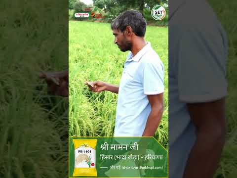 PB-1401 Rice Crops