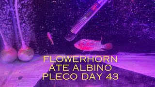 Flowerhorn Ate Albino Pleco Tank Day #43