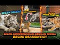 SELEN DIPERTEMUKAN DENGAN TEONA !! BISA AKUR GA YA ?! image