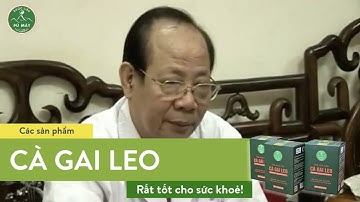 CÔNG DỤNG CÂY CÀ GAI LEO - LƯƠNG Y: HÀ VĂN TÊU - HỘI ĐÔNG Y TP. HÀ NỘI