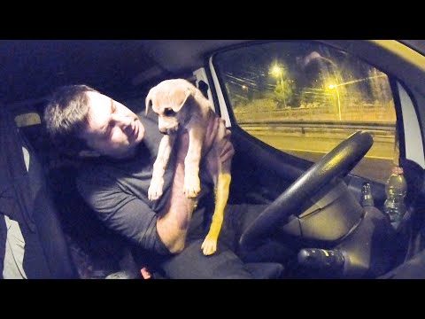 Video: Adopterbar hund af ugen - Wally Cleaver
