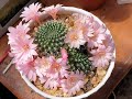 Flowering rebutia senilis 2022