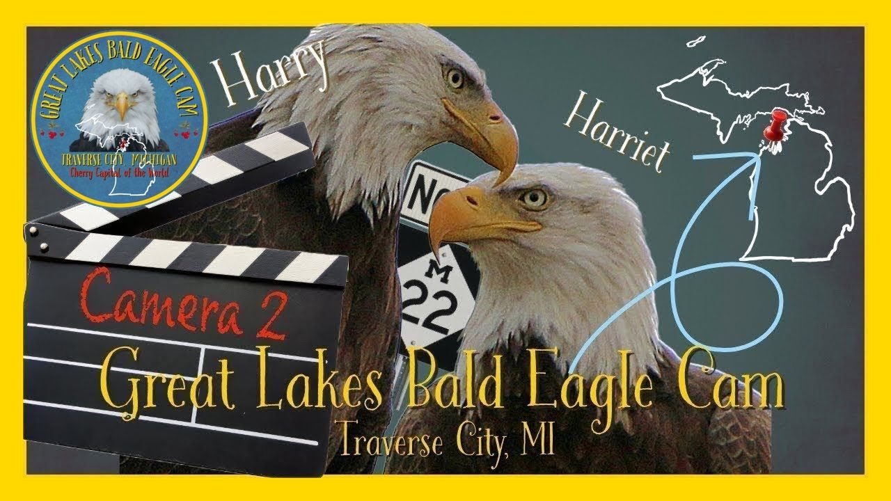 Traverse City, MI Bald Eagle Nest Live Cam 2 #baldeagle #eaglelivecam #wildlife #nature