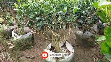 Bán cây chè xanh gốc cổ thụ đã dưỡng cây sống đảm bảo 0977973535