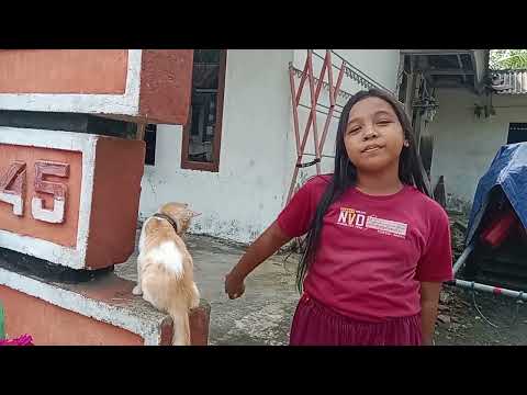 cia menemukan kucing