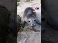 Seal vs Sea Lion 🦭🦁 Can you tell who’s who?  #fypp #goviral #trend #everyone #highlights