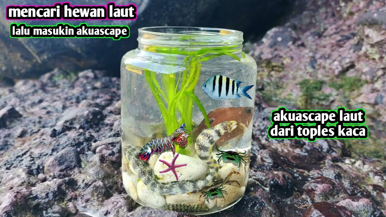 Mencari hewan laut untuk akuascape dipantai dengan toples kaca