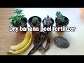 바나나껍질 천연비료ㅣHow To Make Banana Peel Powder