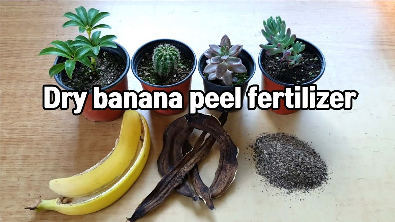 바나나껍질 천연비료ㅣHow To Make Banana Peel Powder YouTube