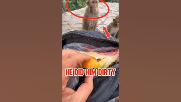 Monkey’s Reaction to Durian Is Too Funny 😂🍈#shorts #sanjubaba