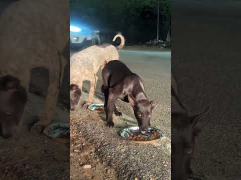 🫀Feeding Street Dog 🐶#savestreetanimals #animals #ytshorts #viralvideo