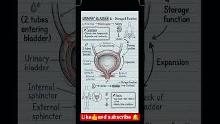 Urinary Bladder Function Explained 💧 | Anatomy Made Easy #nursingstudent #medicalshorts