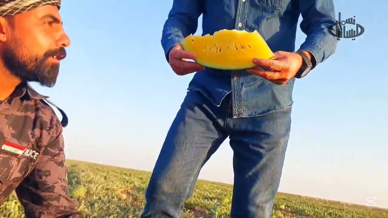 زراعة ركي الزعفران بطريقة الري بالتقطير في جنوب العراق مزارع علي الغربي