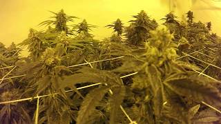 Gavita 4k Medical Grow Part 6 Day 52 of Flower