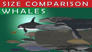 WHALES SIZE COMPARISON | 50 Living Whale Species Comparison